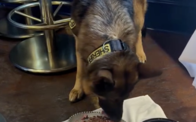 K-9 Sgt. Lanzer visits Ristorante MV